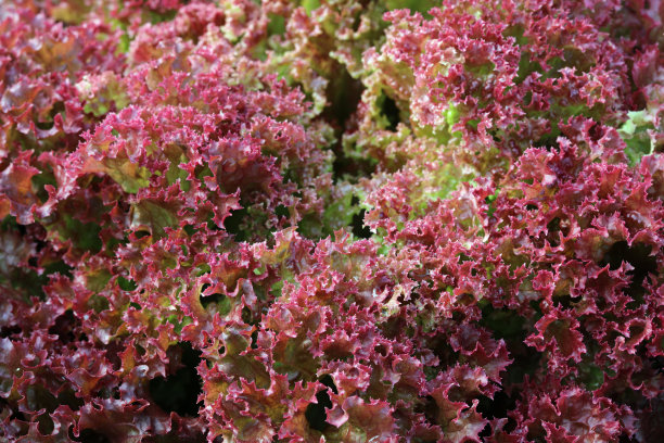 罗洛·莱特斯图片下载