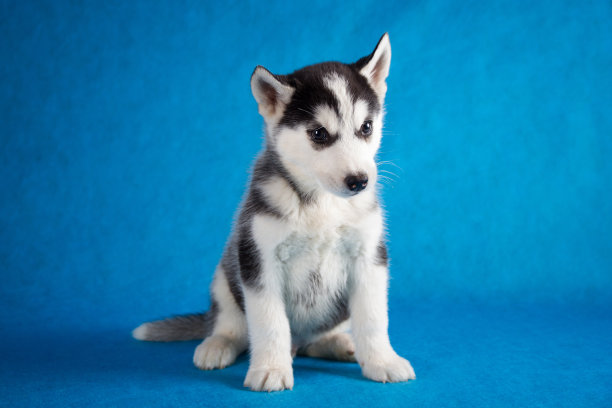 西伯利亚哈士奇工作室拍摄。孤立在蓝色的图片下载