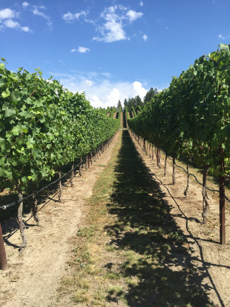 葡萄园的观点图片下载