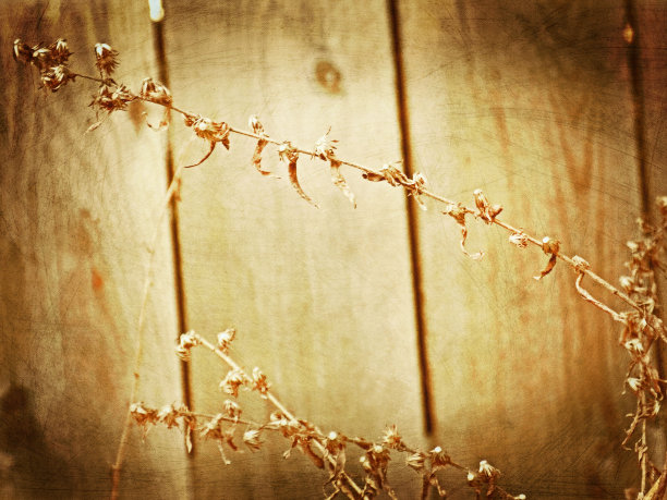 围栏种图片下载