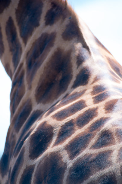 长颈鹿图片下载