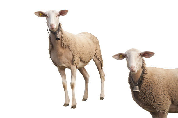 用耳芯片分离绵羊图片下载