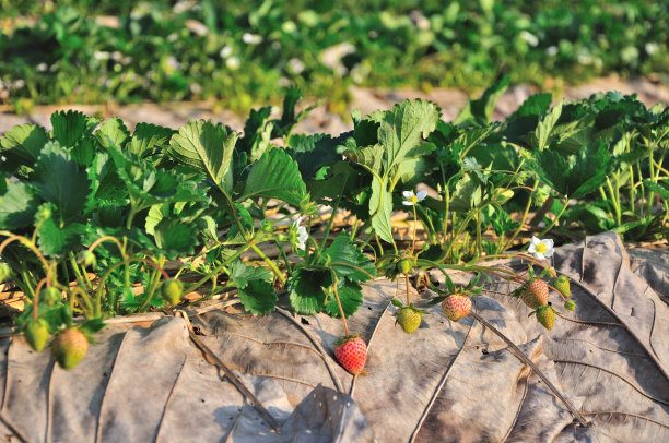 草莓领域图片下载