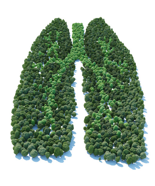 树与人肺的形式图片下载
