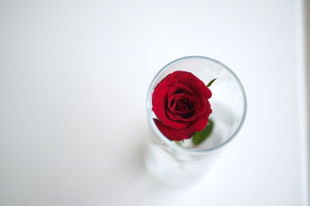 花的照片图片下载