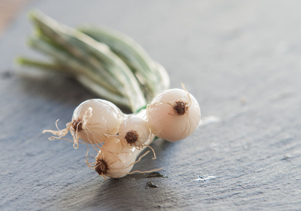 绿洋葱素材图片