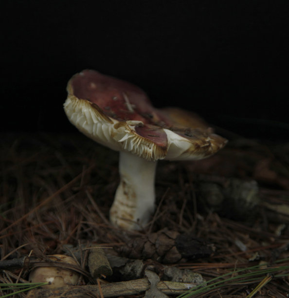 美丽的蘑菇生长在森林里图片下载