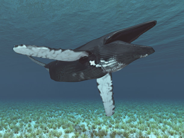 座头鲸图片下载