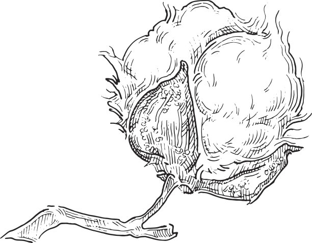 手工绘制的棉花植株矢量图。素材图片