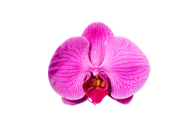 粉色兰花的花图片下载