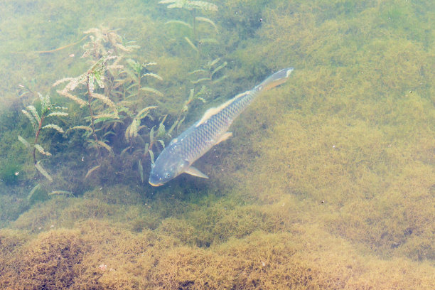上图是彝河中的鲤鱼图片下载