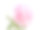 粉红色的牡丹花，叶子孤立在白色背景上。图片下载
