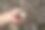 摘棉花图片下载