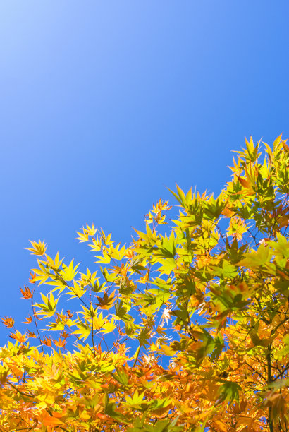 秋天的颜色图片下载