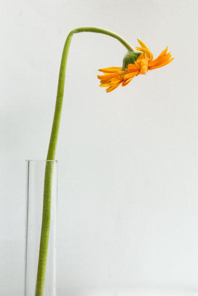 枯萎的花图片下载