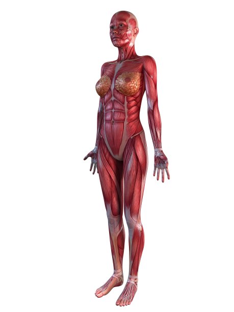 女性的肌肉图片下载