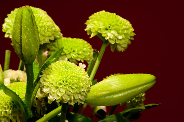 郁郁葱葱的树叶图片下载