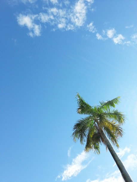 树木和天空图片下载