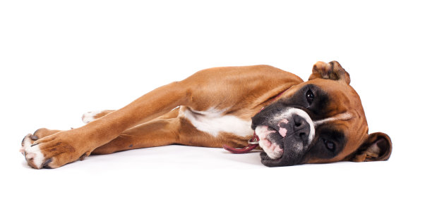 拳师狗图片下载