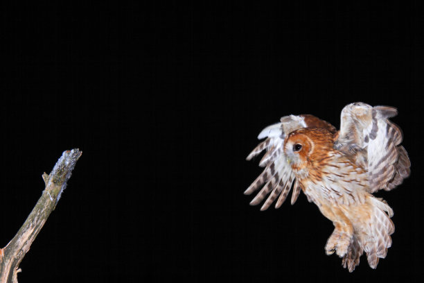 褐色猫头鹰在晚上降落图片下载