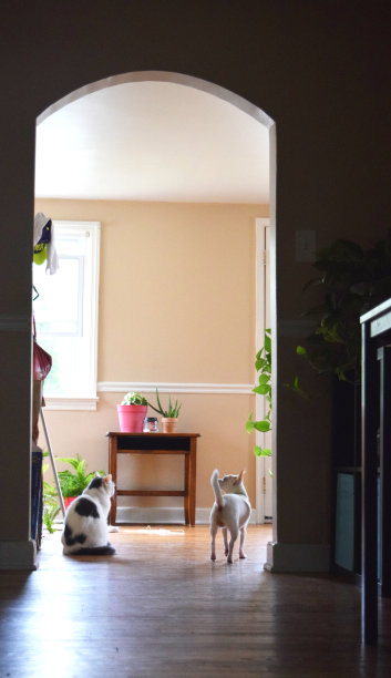 客厅里的猫和狗图片下载