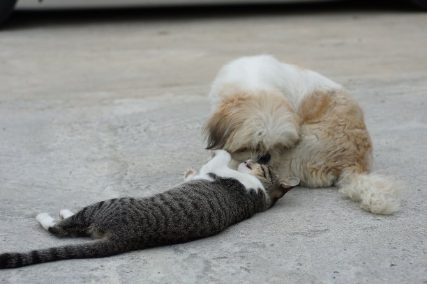 猫和狗图片下载