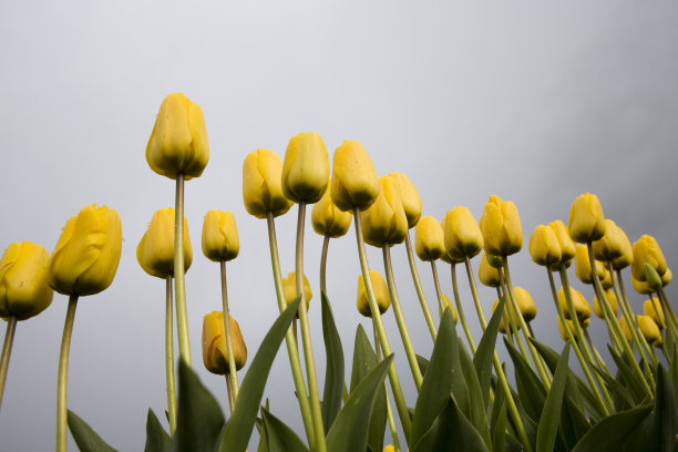 暴风雨天的郁金香图片下载