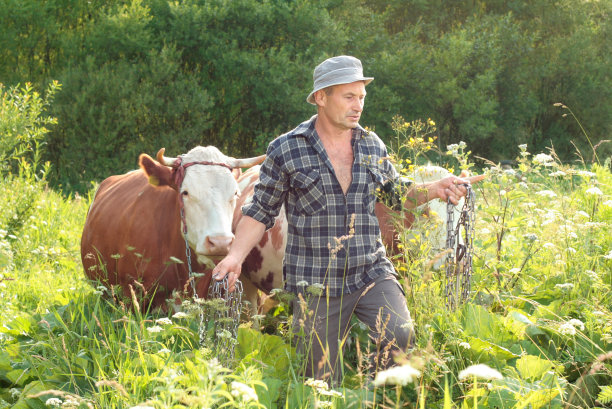 农民和牛图片下载