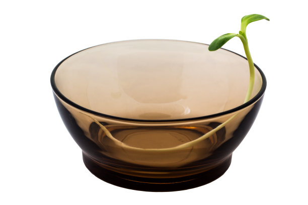 向日葵发芽图片下载