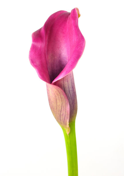 粉红色马蹄莲图片下载