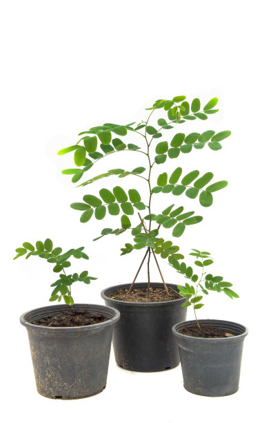 年轻的树图片下载