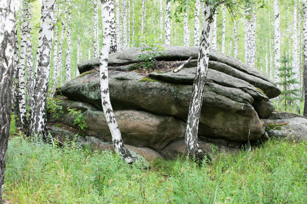桦木里的石头图片下载