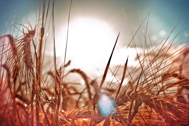 小麦的好穗子图片下载