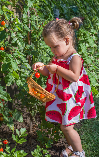 小女孩摘西红柿图片下载