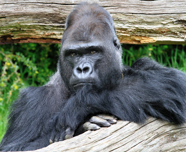 大猩猩图片下载