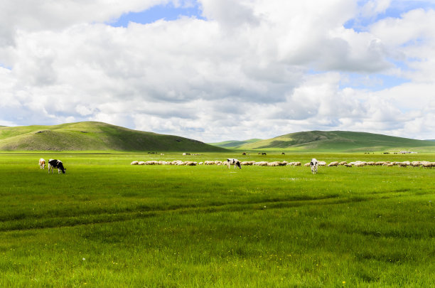草原上的牛羊图片下载