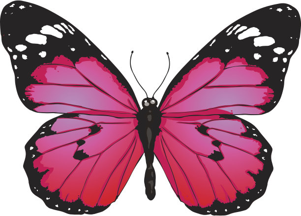 矢量动画蝴蝶图片下载