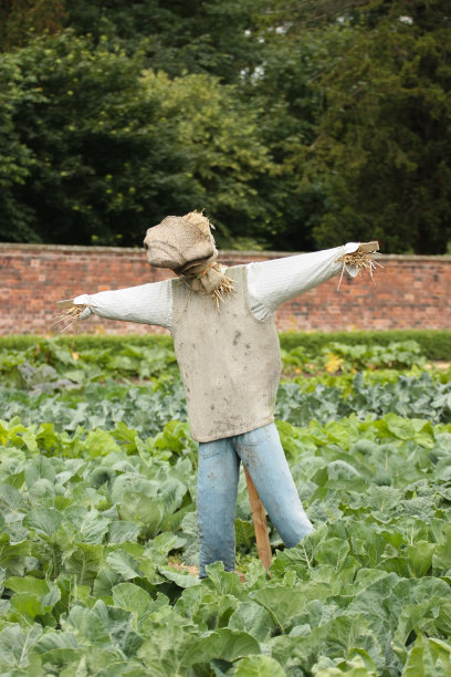 吓唬乌鸦和庄稼图片下载