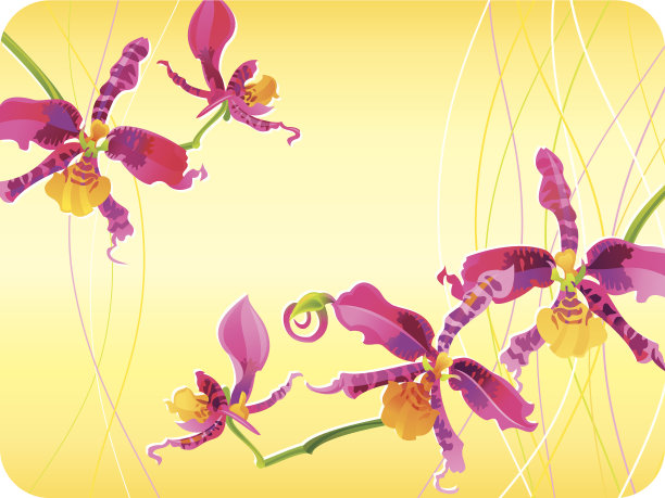 分支的粉色兰花图片下载