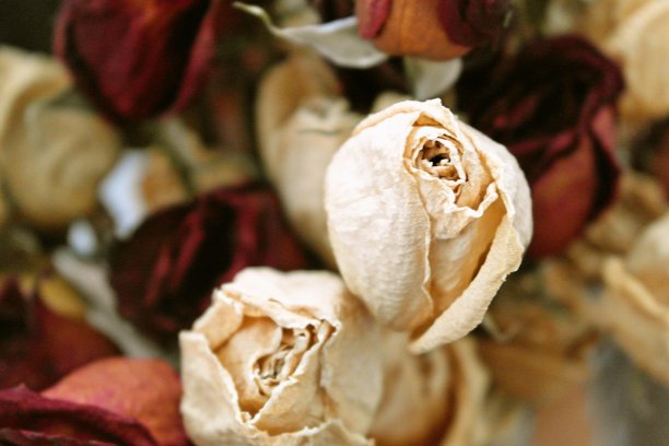 干玫瑰图片下载