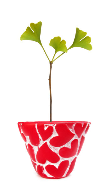 银杏树在花盆与心图片下载