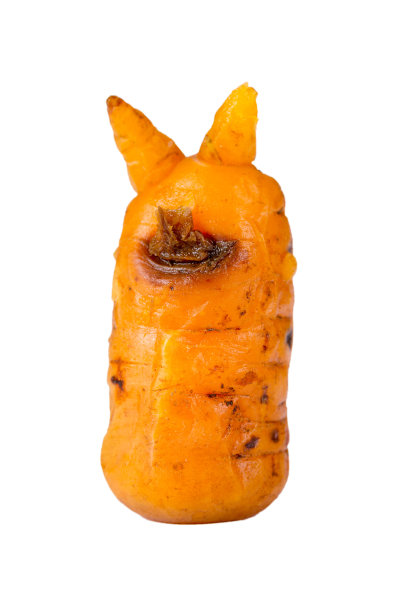 长着角的怪物形状的不寻常的胡萝卜图片下载