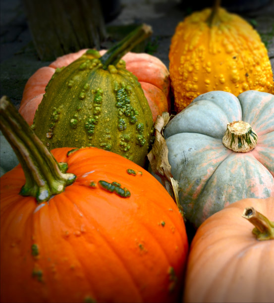 五颜六色的南瓜和葫芦堆图片下载