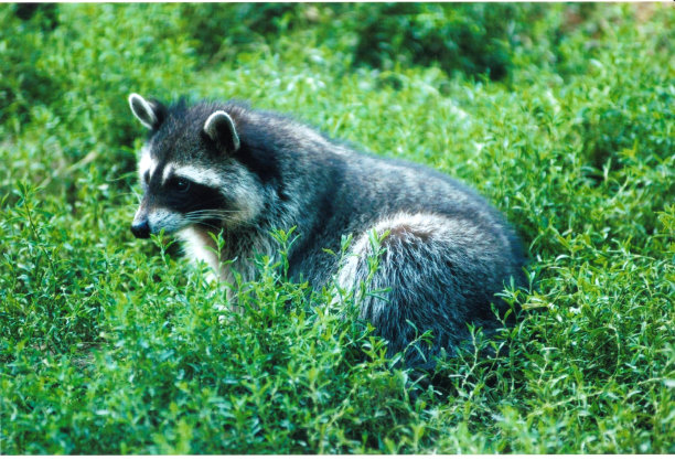 草地上的狐狸图片下载