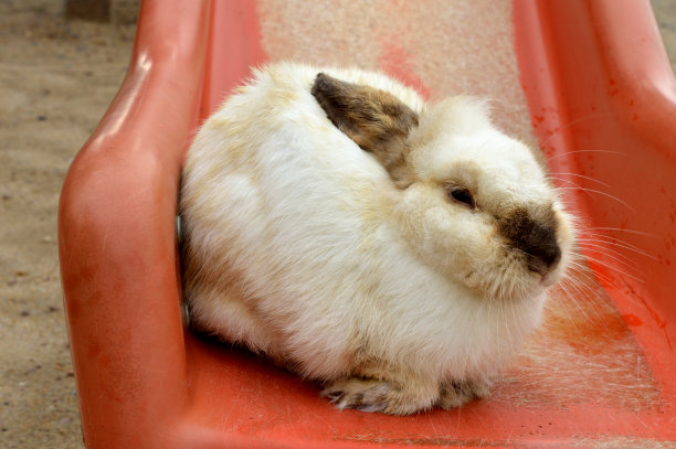 兔子在滑梯上休息图片下载