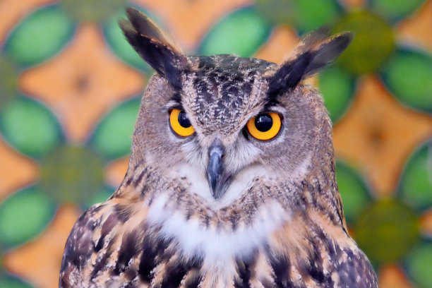 猫头鹰图片下载