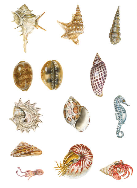 不仅贝壳图片下载