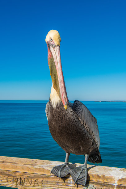 褐鹈鹕图片下载
