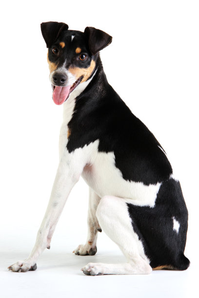 狐狸犬巴甲图片下载