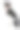 狐狸犬巴甲图片下载
